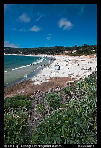 Carmel Beach with foreground of shrubs. Carmel-by-the-Sea, California, USA (color)