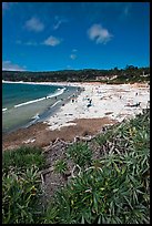 Carmel Beach with foreground of shrubs. Carmel-by-the-Sea, California, USA