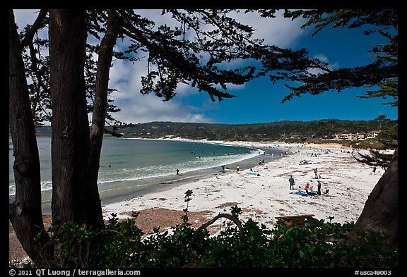 Carmel Beach framed by Monterey Cypress. Carmel-by-the-Sea, California, USA