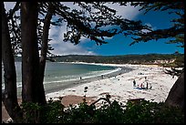 Carmel Beach framed by Monterey Cypress. Carmel-by-the-Sea, California, USA