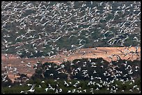 Flock of birds in flight. Carmel-by-the-Sea, California, USA