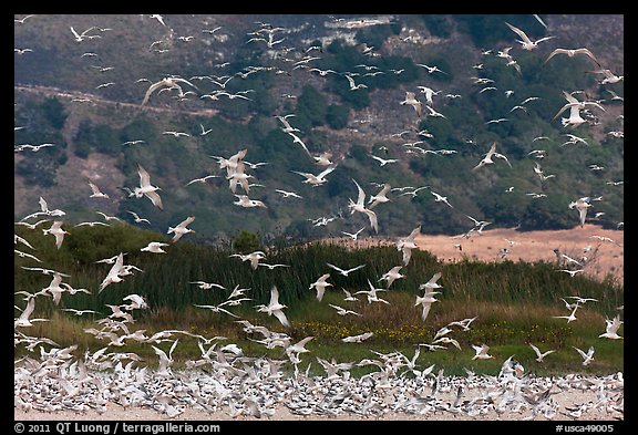 Seagull flock. Carmel-by-the-Sea, California, USA