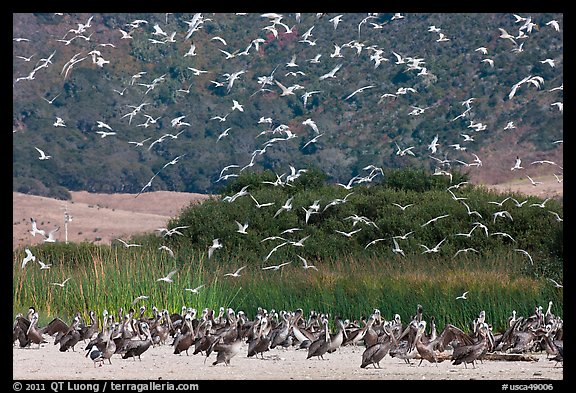 Seagulls flying and pelicans on beach. Carmel-by-the-Sea, California, USA