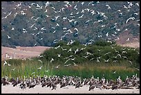 Seagulls flying and pelicans on beach. Carmel-by-the-Sea, California, USA (color)