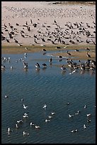 Birds, Carmel River State Beach. Carmel-by-the-Sea, California, USA (color)