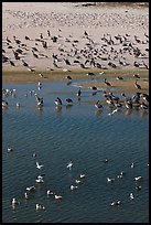 Birds, Carmel River State Beach. Carmel-by-the-Sea, California, USA