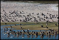 Pelicans and seagulls, Carmel River State Beach. Carmel-by-the-Sea, California, USA (color)