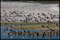 Pelicans and seagulls, Carmel River State Beach. Carmel-by-the-Sea, California, USA