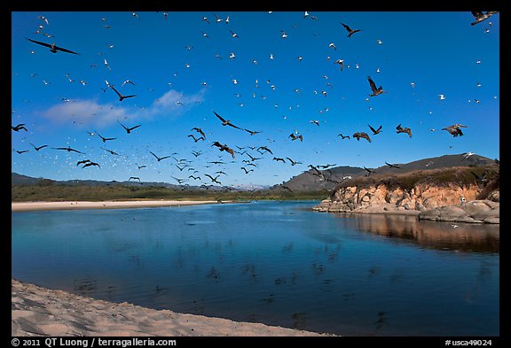 Birds flying above Carmel River. Carmel-by-the-Sea, California, USA