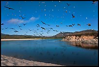 Birds flying above Carmel River. Carmel-by-the-Sea, California, USA (color)
