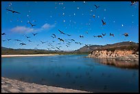 Birds flying above Carmel River. Carmel-by-the-Sea, California, USA