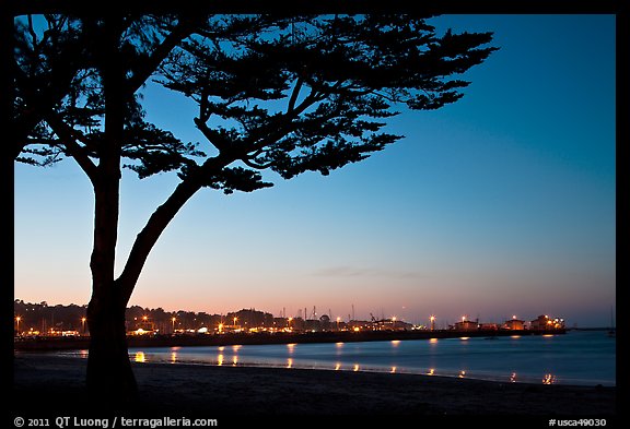 Monterey harbor and cypress tree at sunset. Monterey, California, USA