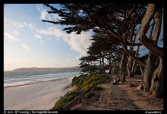 Walkway and cypress on edge of Carmel Beach. Carmel-by-the-Sea, California, USA