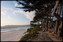 Walkway and cypress on edge of Carmel Beach. Carmel-by-the-Sea, California, USA (color)