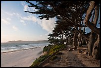 Walkway and cypress on edge of Carmel Beach. Carmel-by-the-Sea, California, USA