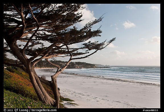 Cypress and Carmel Beach in winter. Carmel-by-the-Sea, California, USA