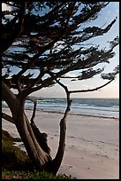 Cypress at the edge of Carmel Beach. Carmel-by-the-Sea, California, USA (color)