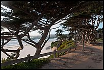 Path and Monterey Cypress bordering beach. Carmel-by-the-Sea, California, USA (color)