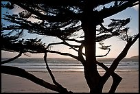 Cypress and ocean, late afternoon. Carmel-by-the-Sea, California, USA