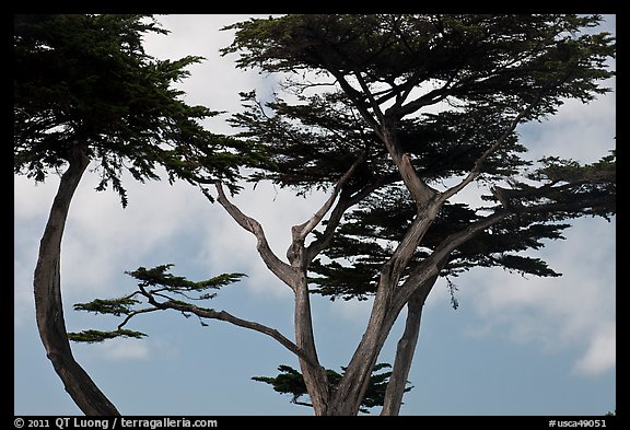 Monterey Cypress and sky, Lovers Point. Pacific Grove, California, USA (color)