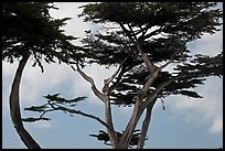 Monterey Cypress and sky, Lovers Point. Pacific Grove, California, USA (color)