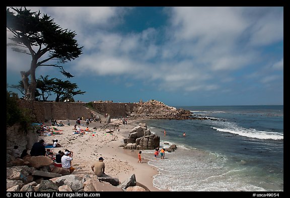 Cypress and beach, Lovers Point Park. Pacific Grove, California, USA (color)