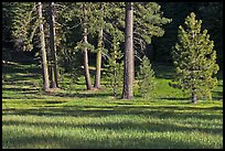 Pines and meadow near Grant Grove, Giant Sequoia National Monument near Kings Canyon National Park. California, USA (color)