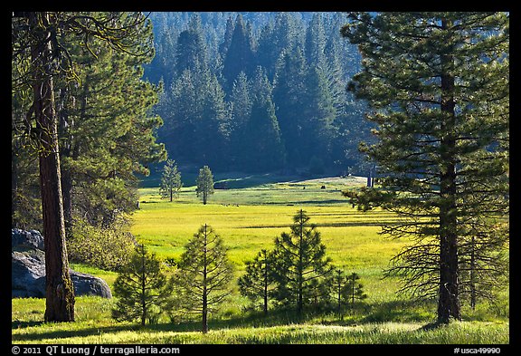 Meadow framed by pines, Giant Sequoia National Monument near Kings Canyon National Park. California, USA
