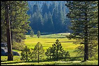 Indian Basin Meadow framed by pines. Giant Sequoia National Monument, Sequoia National Forest, California, USA