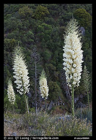 Yucca in bloom near Yucca Point. Giant Sequoia National Monument, Sequoia National Forest, California, USA