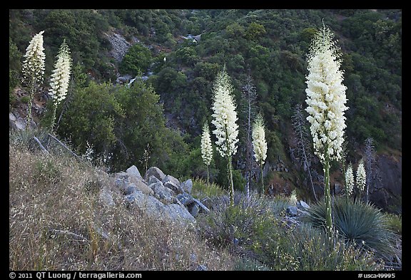 Blooming Yucca near Yucca Point. Giant Sequoia National Monument, Sequoia National Forest, California, USA (color)