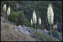 Blooming Yucca near Yucca Point. Giant Sequoia National Monument, Sequoia National Forest, California, USA