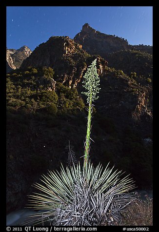 Yucca and Kings Canyon walls at night. Giant Sequoia National Monument, Sequoia National Forest, California, USA (color)