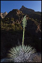 Yucca and Kings Canyon walls at night. Giant Sequoia National Monument, Sequoia National Forest, California, USA