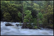 Spring along South Fork of the Kings River. Giant Sequoia National Monument, Sequoia National Forest, California, USA