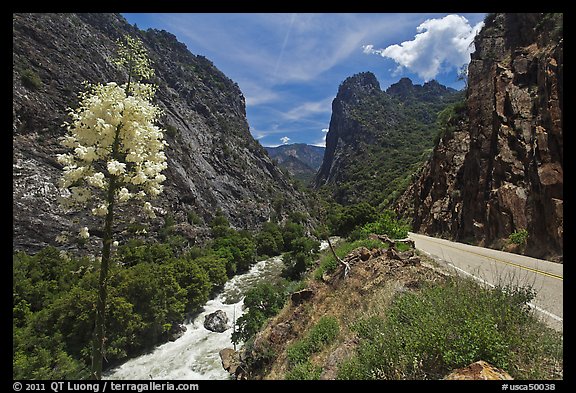 Yucca, river, and road in Kings Canyon. Giant Sequoia National Monument, Sequoia National Forest, California, USA (color)