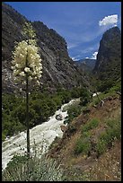 Yucca in bloom and Kings River in steep section of Kings Canyon. Giant Sequoia National Monument, Sequoia National Forest, California, USA