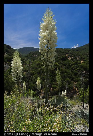 Yucca in bloom in Kings Canyon, Giant Sequoia National Monument near Kings Canyon National Park. California, USA