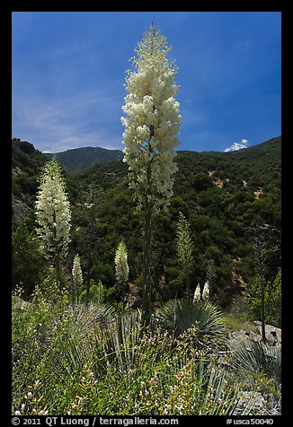 Yucca in bloom in Kings Canyon, Giant Sequoia National Monument near Kings Canyon National Park. California, USA