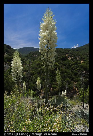 Yucca in bloom in Kings Canyon. Giant Sequoia National Monument, Sequoia National Forest, California, USA