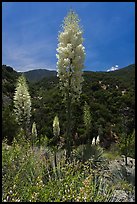 Yucca in bloom in Kings Canyon. Giant Sequoia National Monument, Sequoia National Forest, California, USA