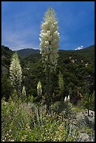 Yucca in bloom in Kings Canyon, Giant Sequoia National Monument near Kings Canyon National Park. California, USA (color)