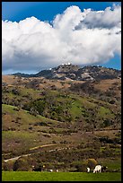 Cows in pasture below Mt Hamilton, Joseph Grant County Park. San Jose, California, USA