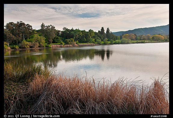 Reeds and lake, Vasona Lake County Park, Los Gatos. California, USA (color)