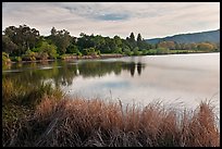 Reeds and lake, Vasona Lake County Park, Los Gatos. California, USA