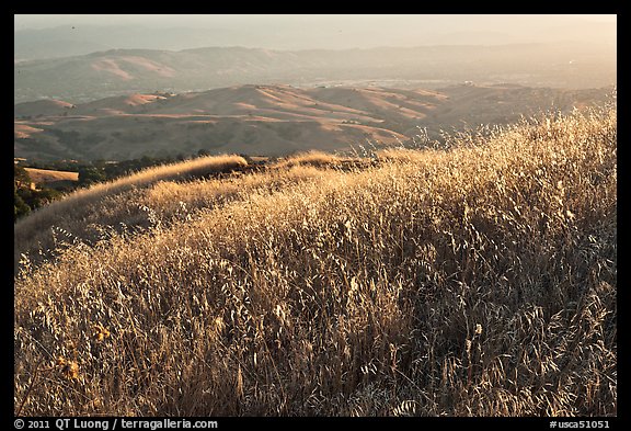 Summer grasses on Evergreen Hills. San Jose, California, USA