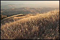 Summer grasses on Evergreen Hills. San Jose, California, USA