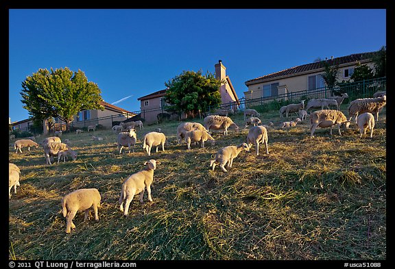 Sheep grazing below houses, Silver Creek. San Jose, California, USA