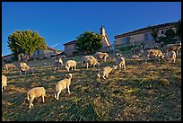 Sheep grazing below houses, Silver Creek. San Jose, California, USA (color)