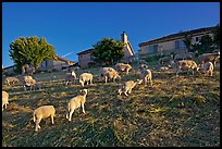 Sheep grazing below houses, Silver Creek. San Jose, California, USA